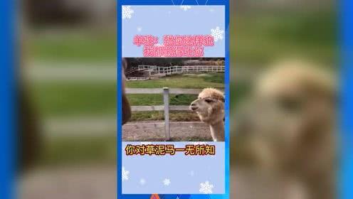 吃瓜群众的日常娱乐,揭秘娱乐圈幕后趣事