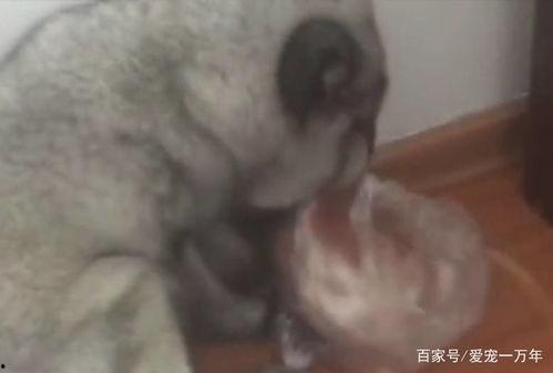 娱乐吃瓜狐狸,揭秘娱乐圈幕后故事