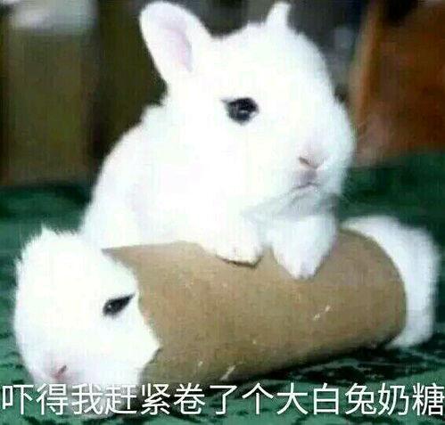 娱乐圈吃瓜第一线十尾兔